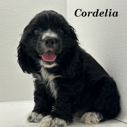 puppy, for, sale, Cocker Spaniel, Joe & Cherri  Overlease, dog, breeder, Miller, MO, dog-breeder, puppy-for-sale, forsale, nearby, find, puppyfind, locator, puppylocator, aca